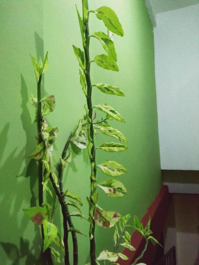 Elegant Home Stay Ella Ngoại thất bức ảnh