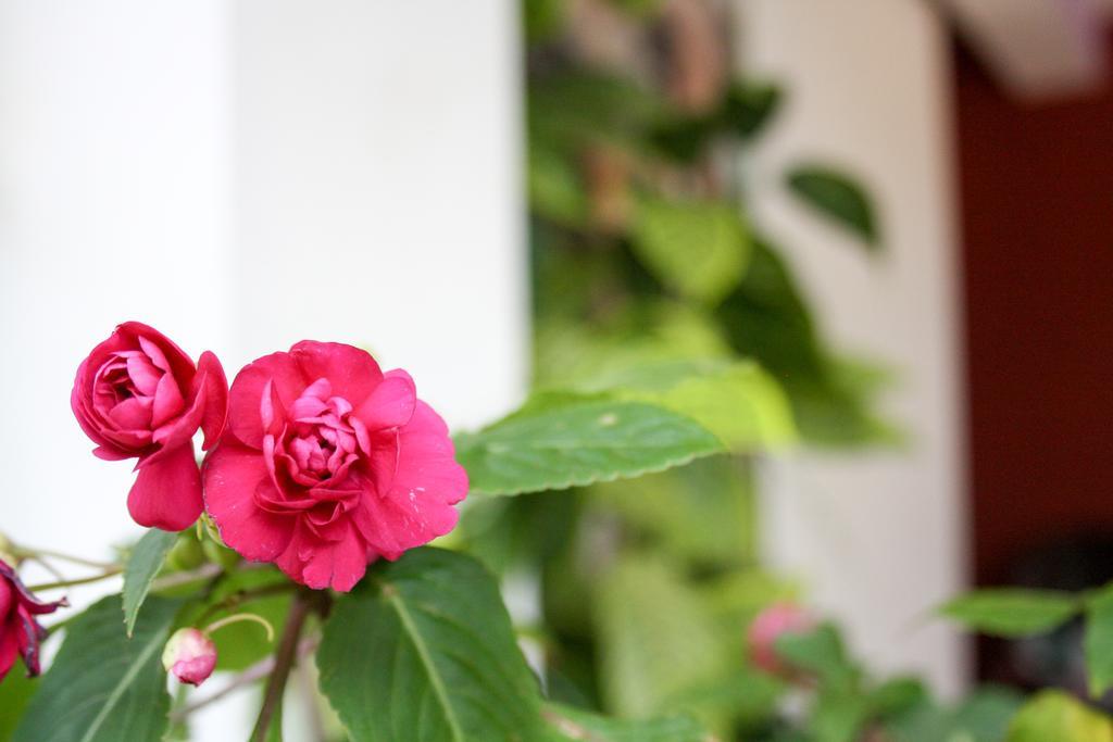 Elegant Home Stay Ella Ngoại thất bức ảnh